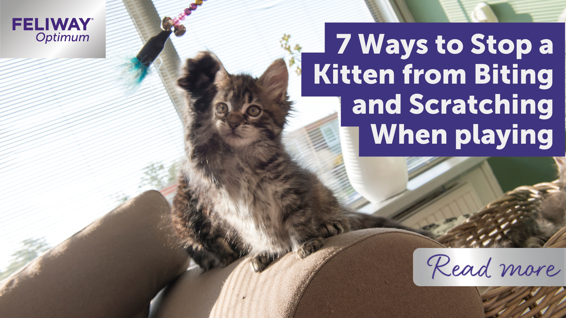7 Ways to Stop a Kitten from Biting and Scratching when playing