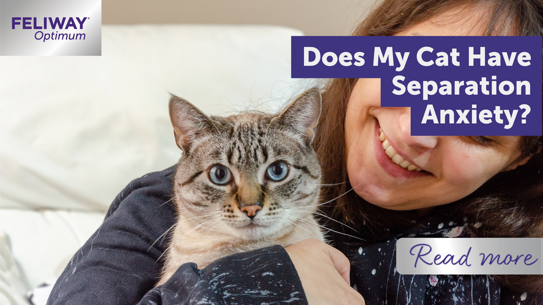 Does My Cat Have Separation Anxiety?