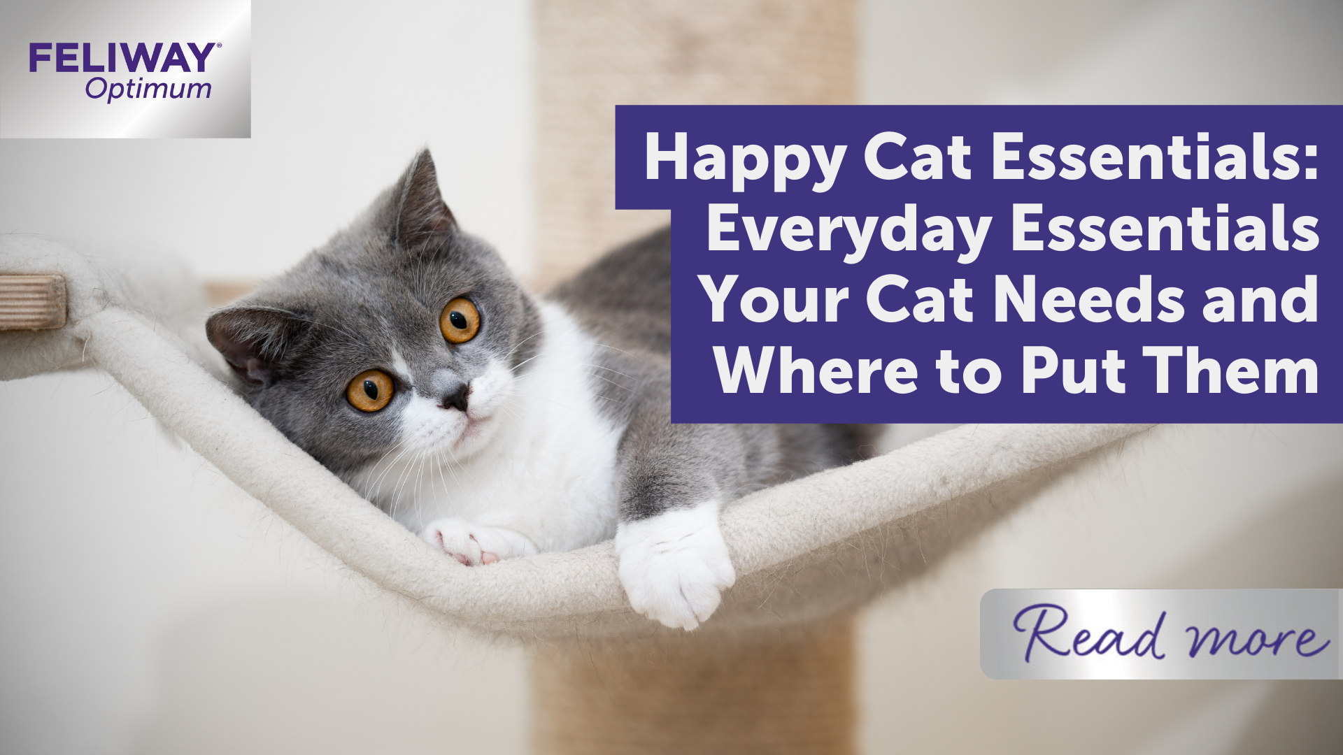 Happy cat essentials: everyday essentials your cat needs and where to put¬†them