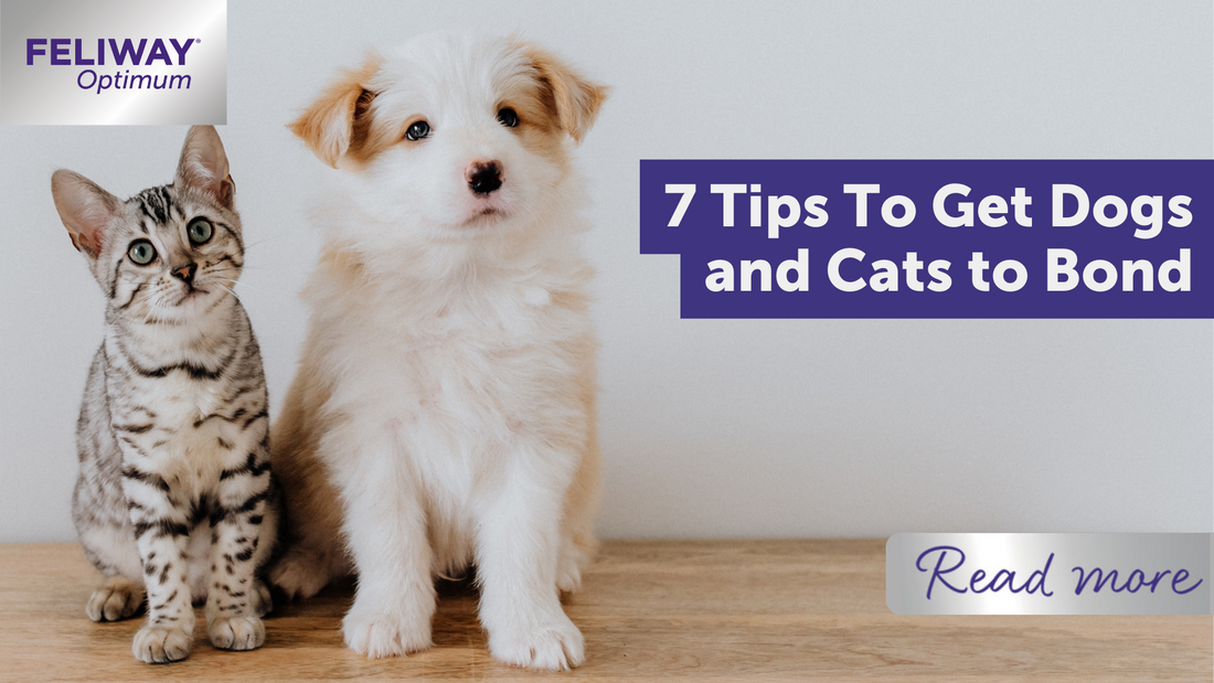 7 Tips To Get Dogs and Cats to Bond