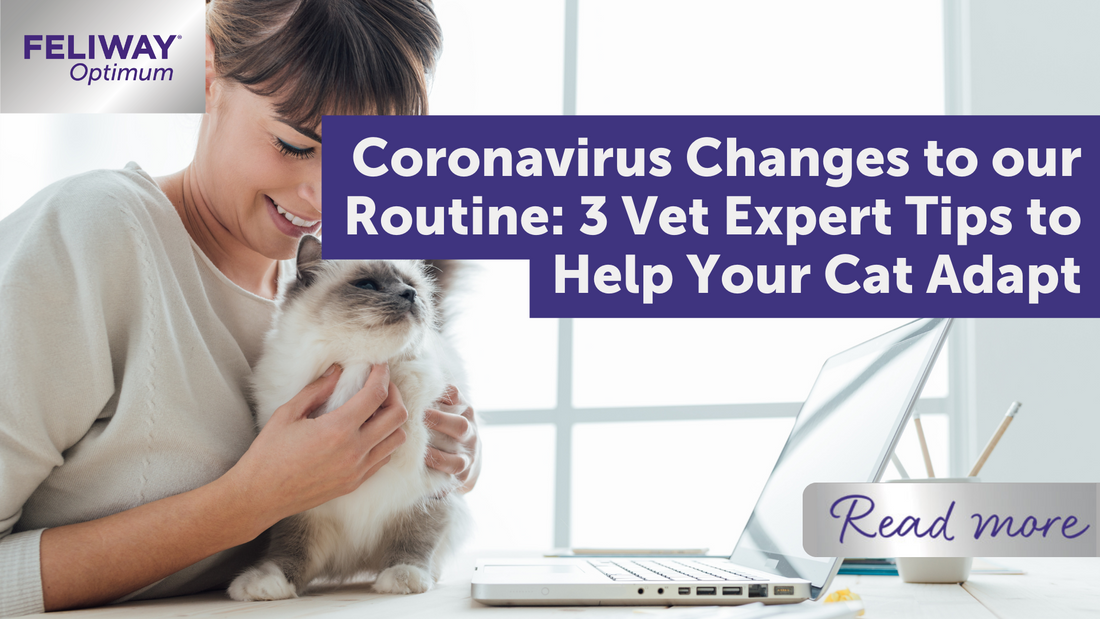 Coronavirus changes to our routine: 3 Vet expert Tips to help your cat adapt