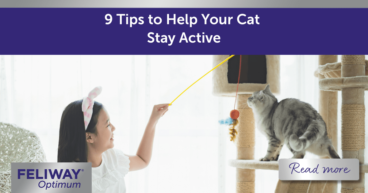 9 tips to help your cat stay active