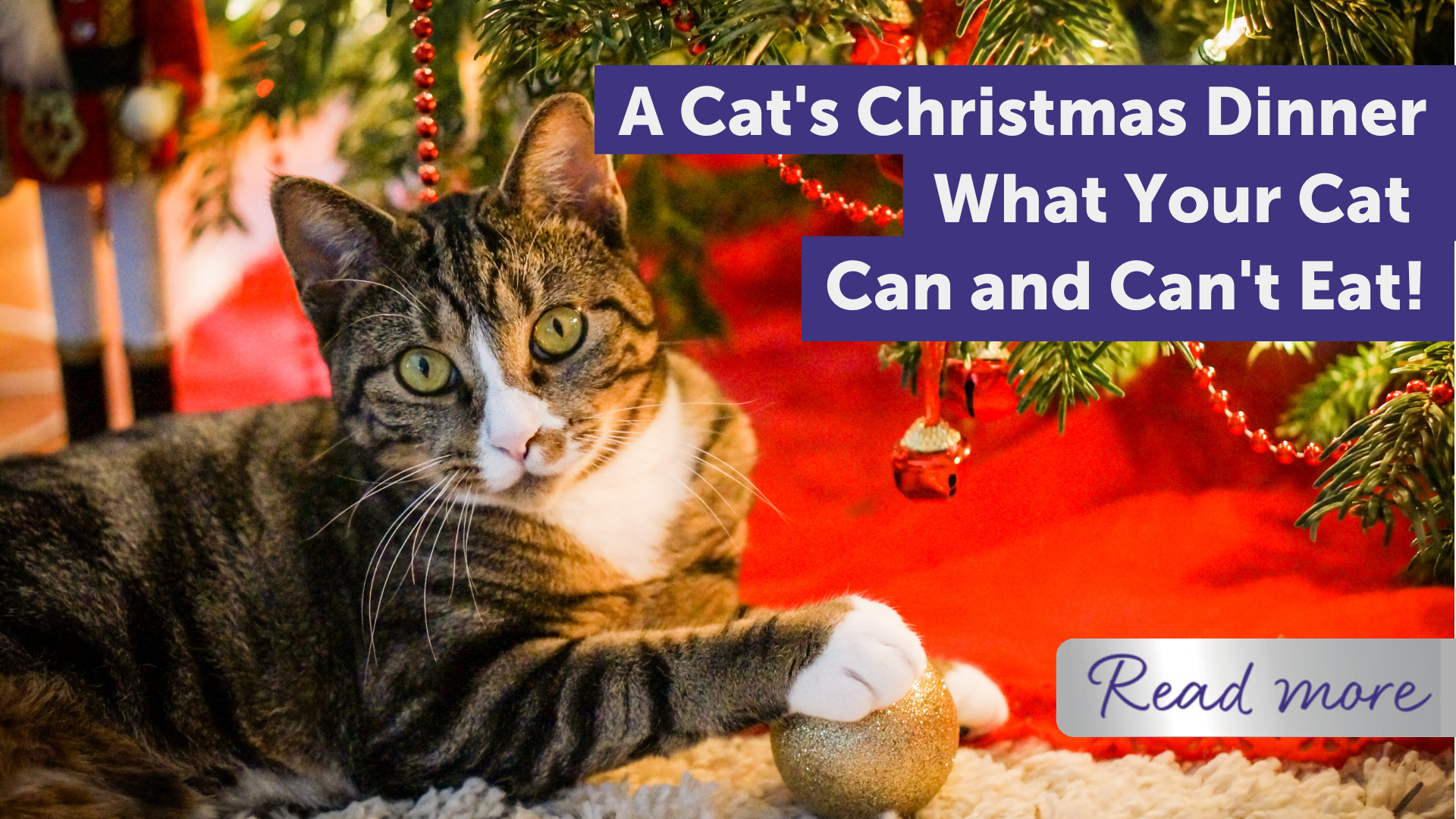 A Cat's Christmas Dinner: What They Can and Can't Eat