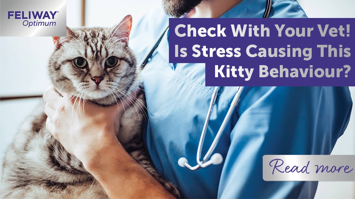 Check With Your Vet! Is Stress Causing This Kitty Behaviour?