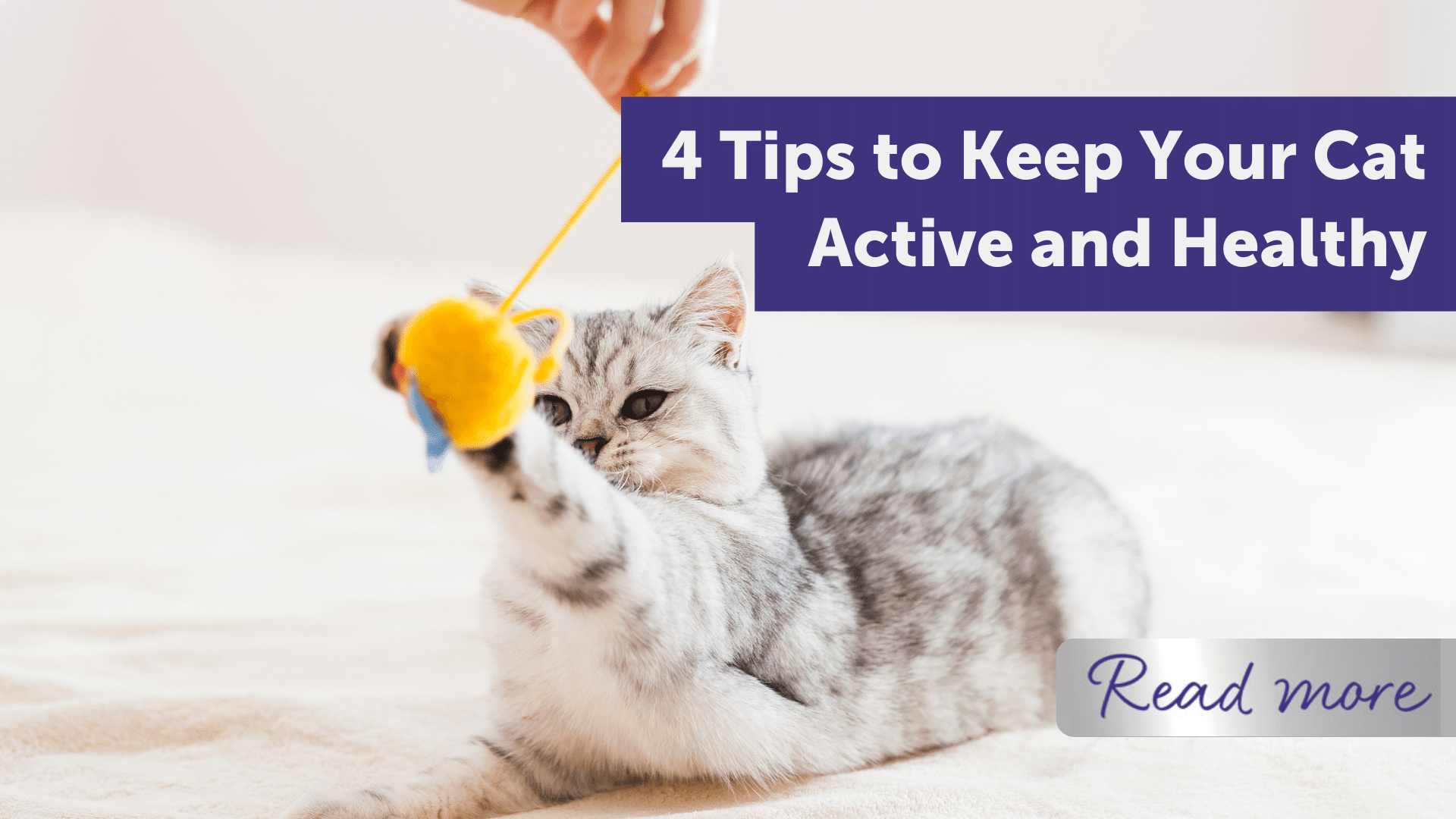 4 Tips To Keep Your Cat Active and Healthy