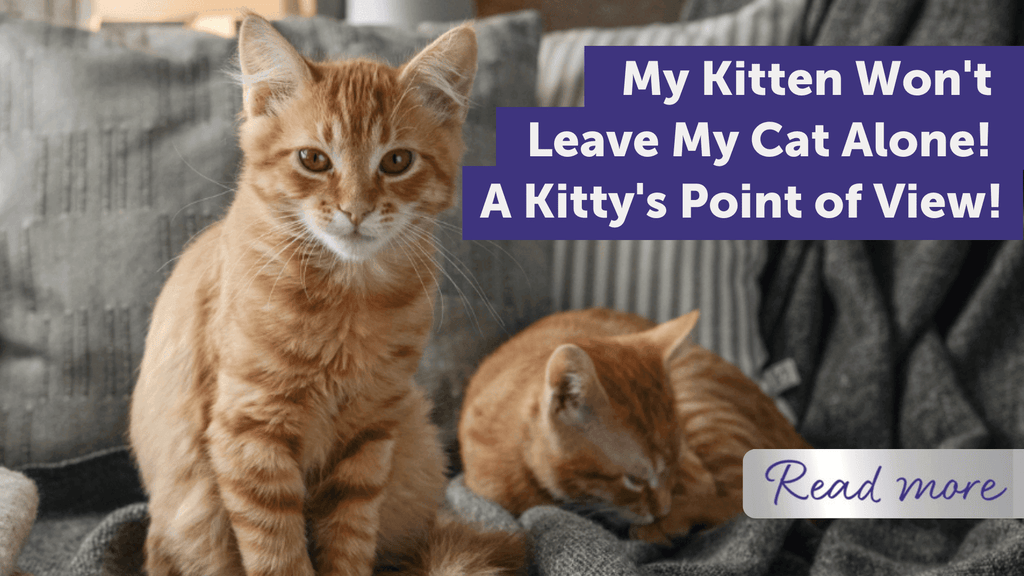 Why Does My Older Cat Groom My Kitten: Surprising Reasons Explained