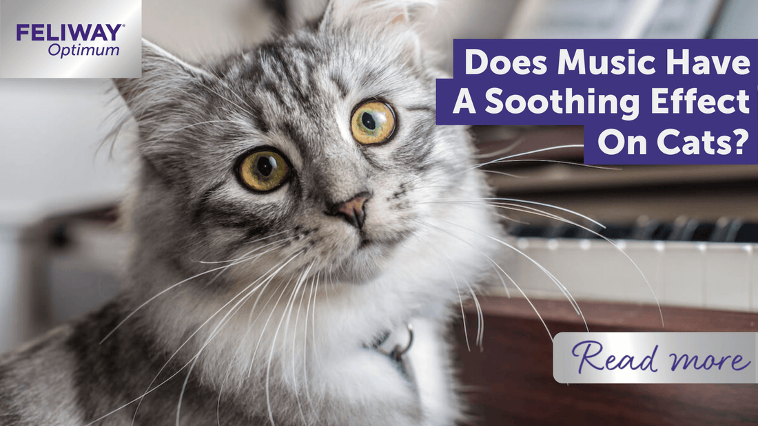 Does music have a soothing effect on cats?