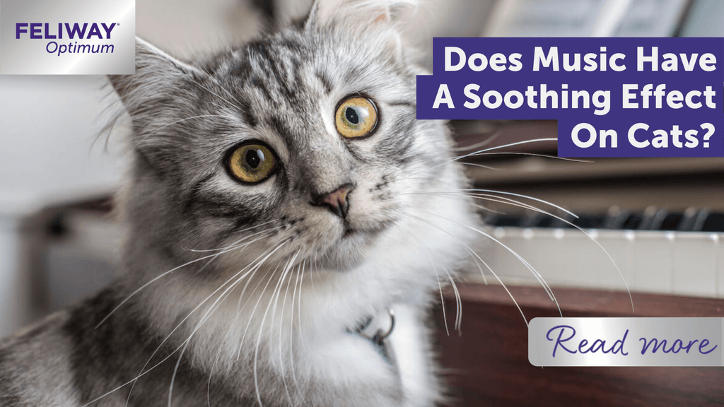 Does Music Affect Cat Behavior: Surprising Insights Revealed