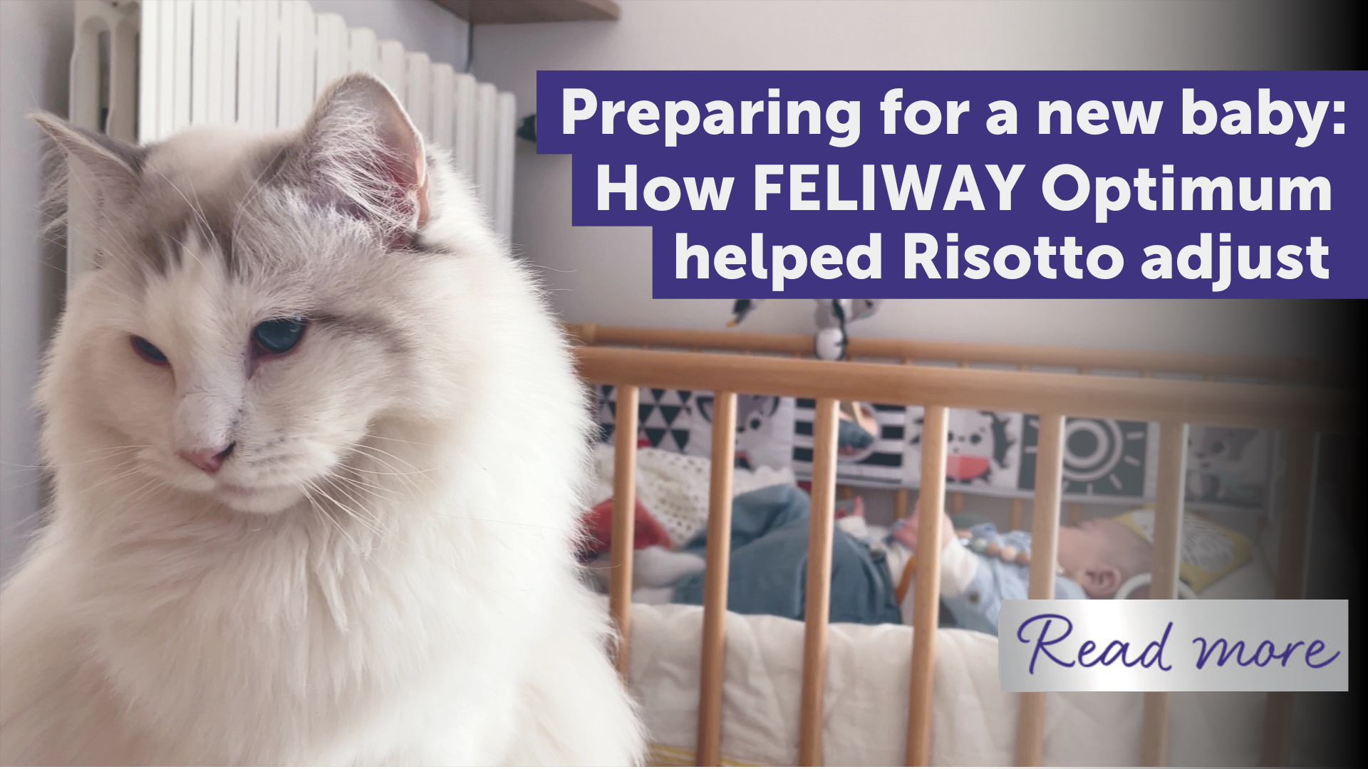 A True Story: How FELIWAY Optimum helped anxious cat, Risotto, cope with a new baby