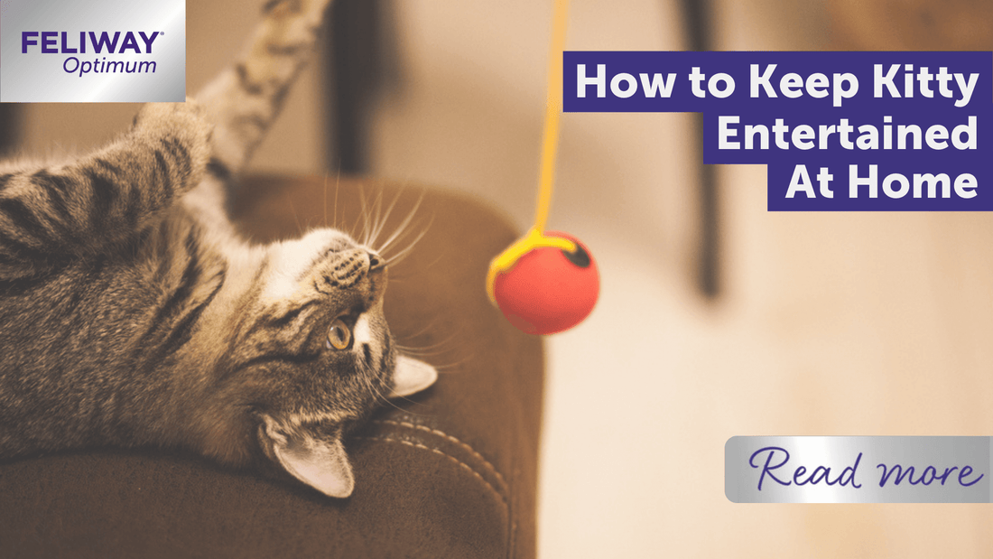 How to keep kitty entertained at home