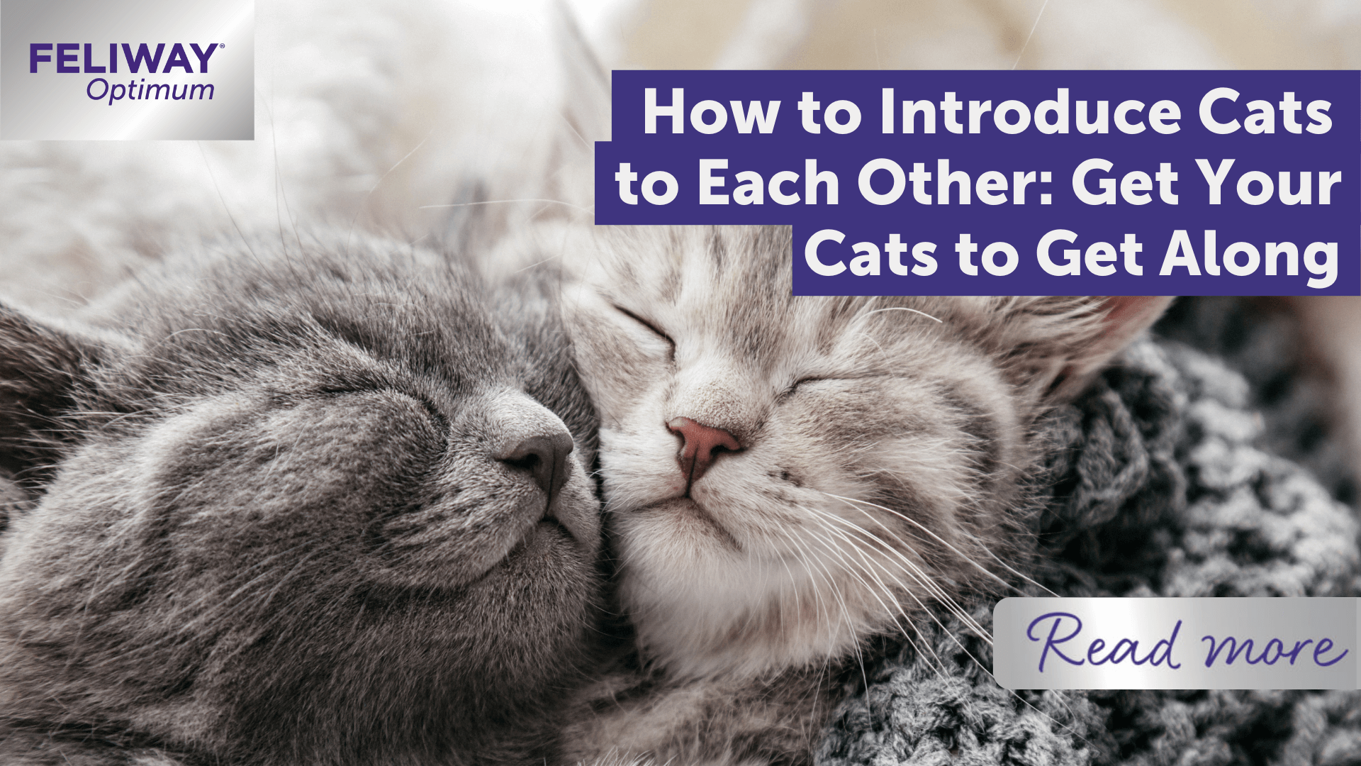 How to Introduce Cats To Each Other: Get Your Cats to Get Along