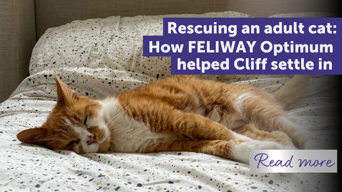 How FELIWAY Optimum helped rescue cat, Cliff, settle into his new home