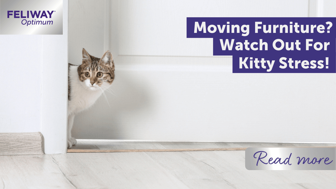 Moving Furniture? Watch Out For Kitty Stress!