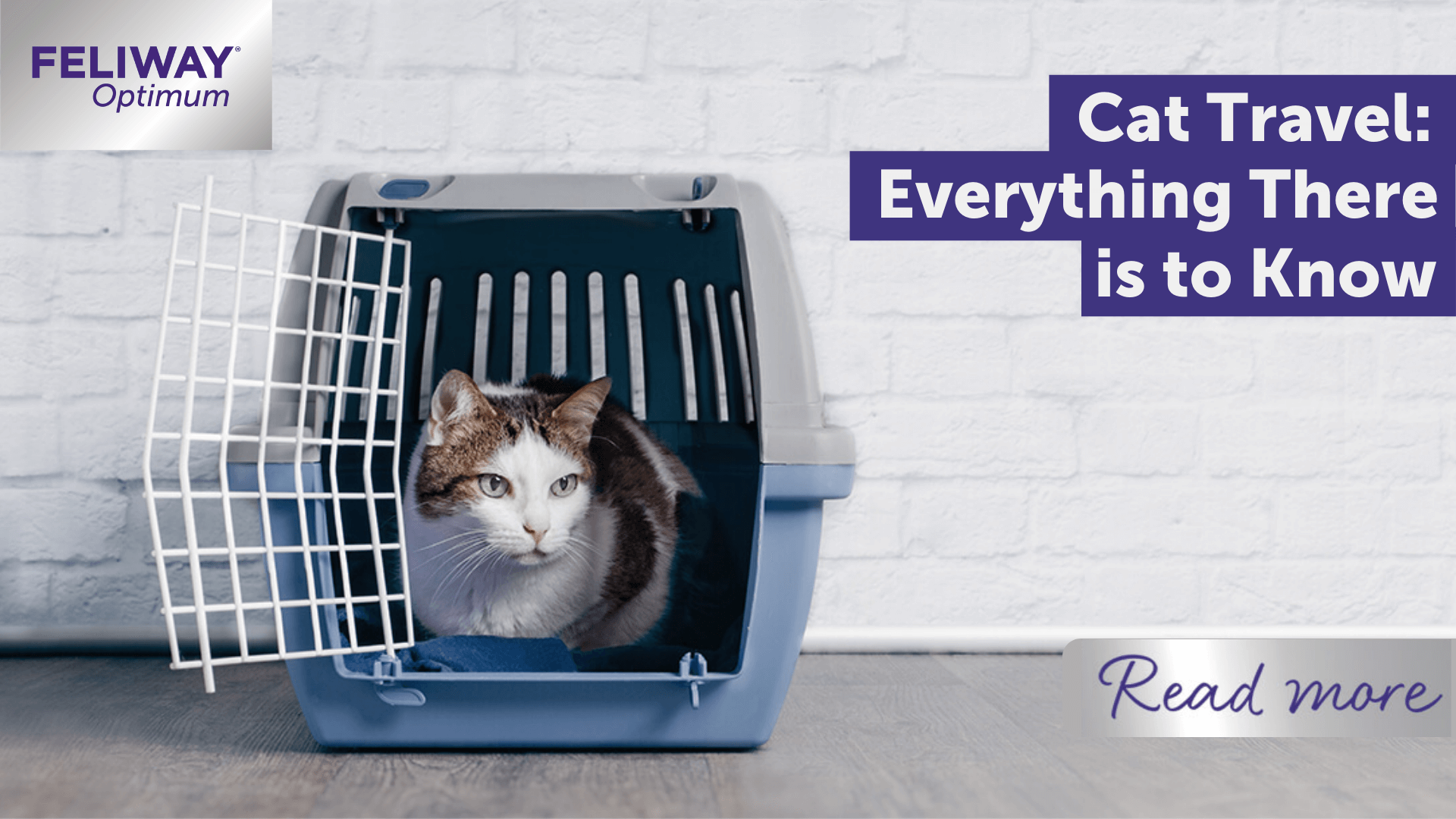 Cat Travel: Everything There Is To Know