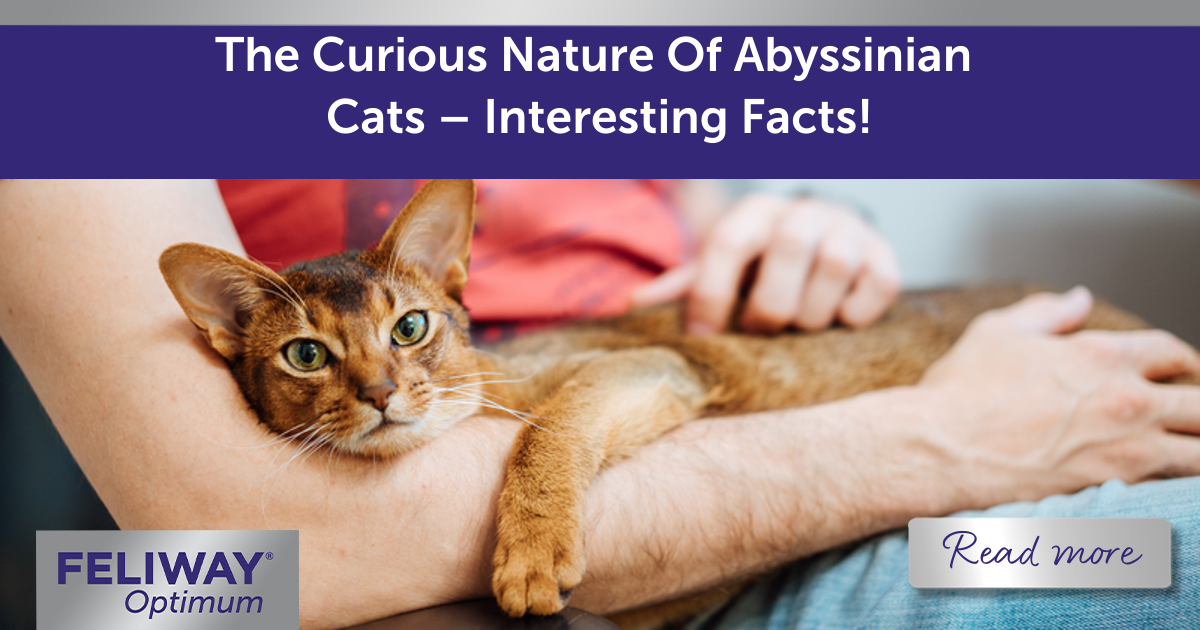 The Curious Nature Of Abyssinian Cats – Interesting Facts!
