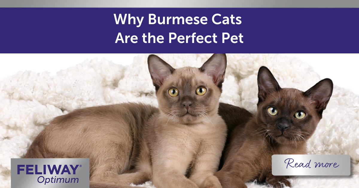 Why Burmese Cats Are The Perfect Pet