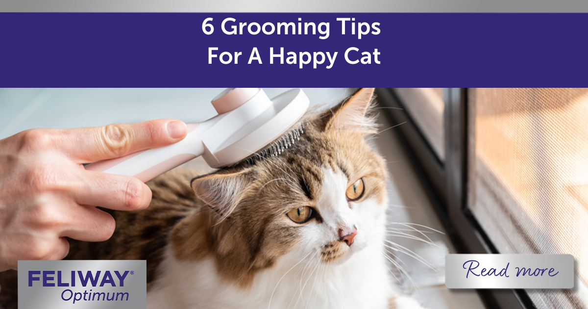 6 Grooming Tips For A Happy Cat