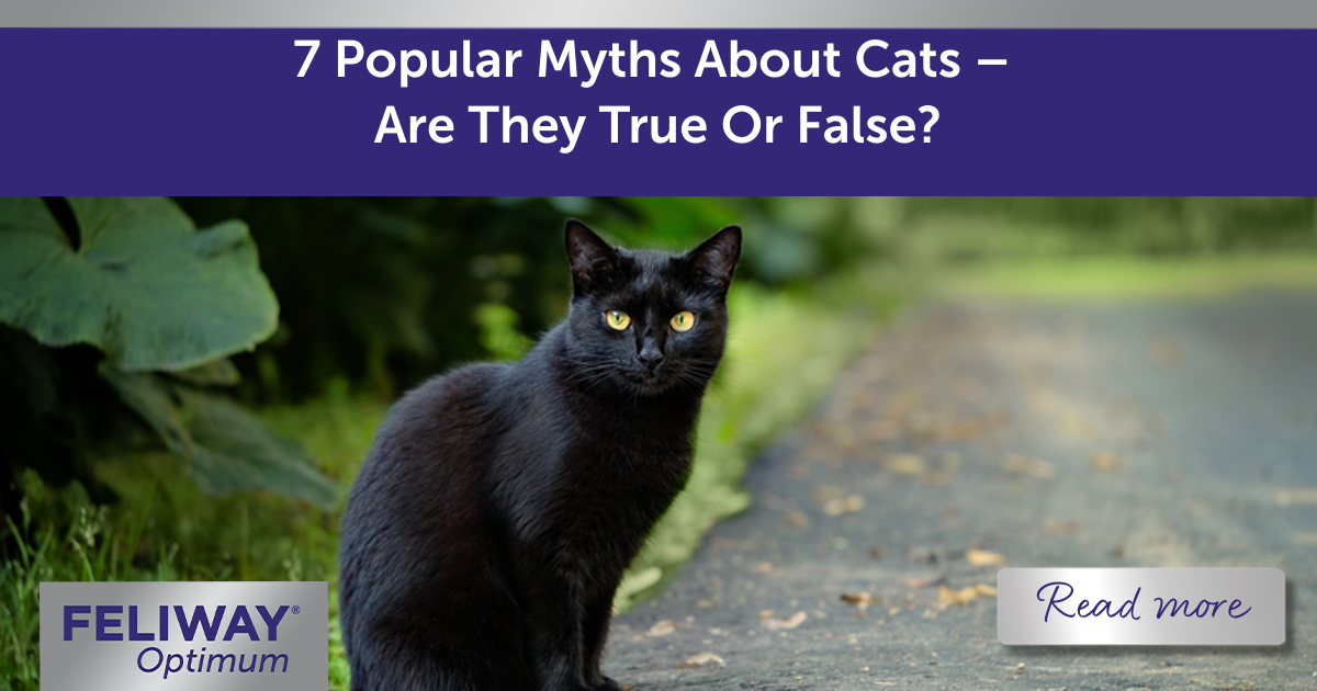 7 Popular Myths About Cats – Are They True Or False?