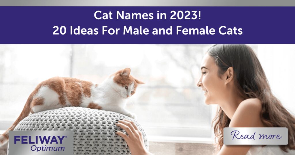Cat Names in 2023! 20 Ideas For Male and Female Cats
