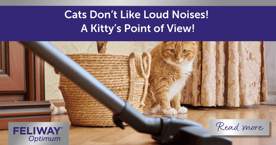 Cats Don’t Like Loud Noises! A Kitty’s Point of View!