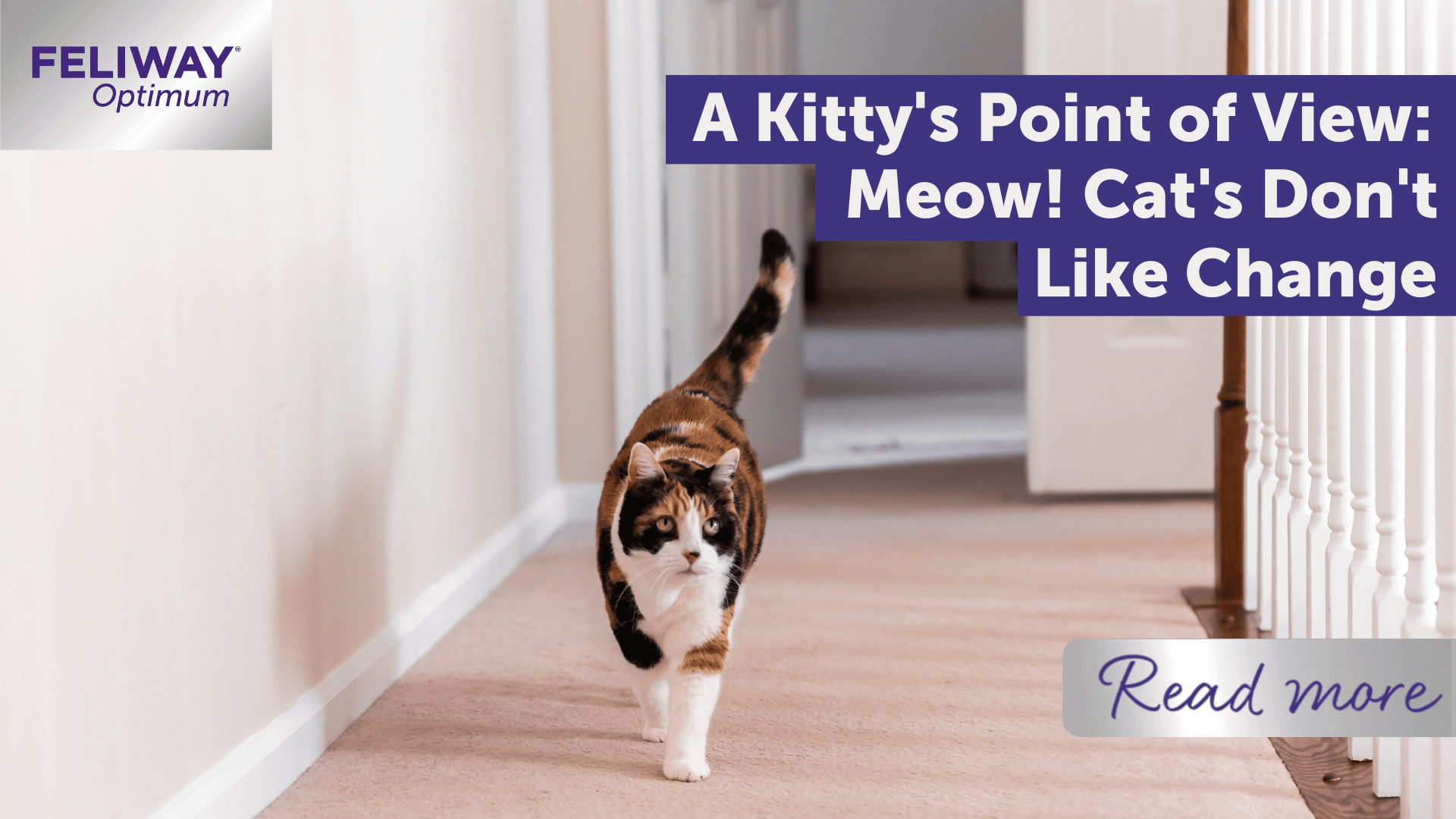A Kitty's Point of View: Meow! Cats Don't Like Change!