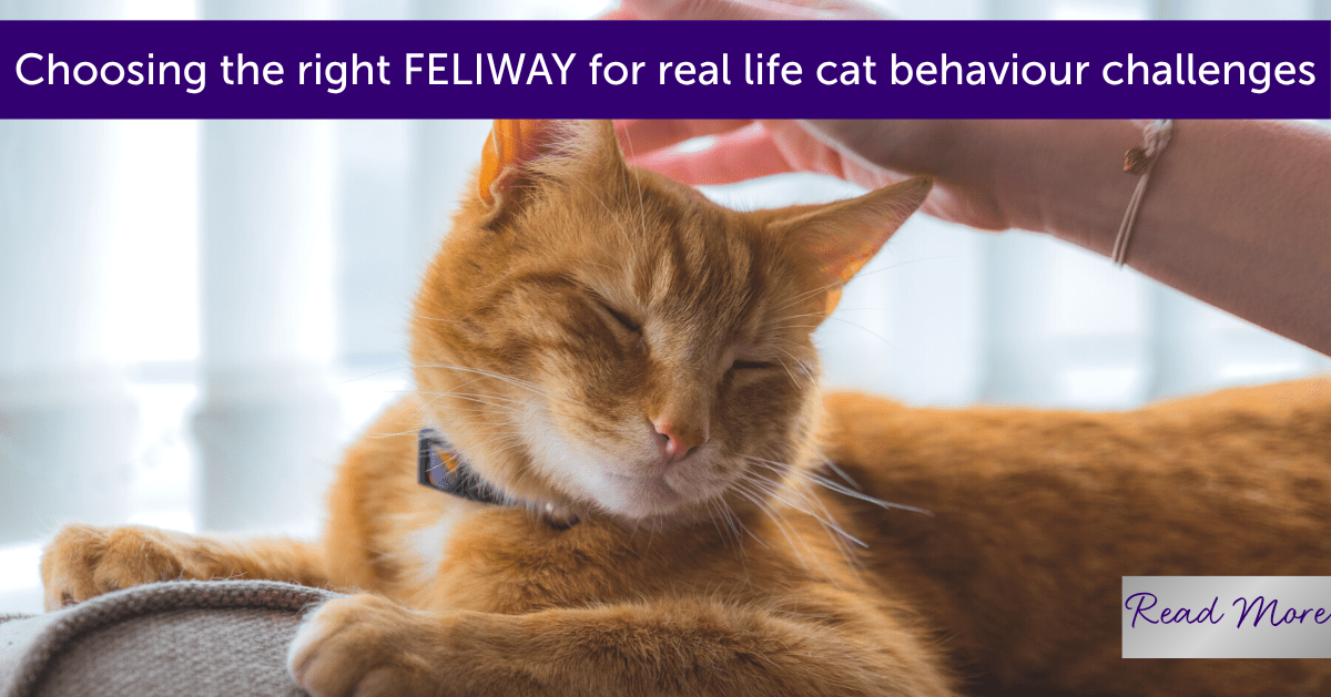 Choosing the right FELIWAY for real life cat behaviour challenges