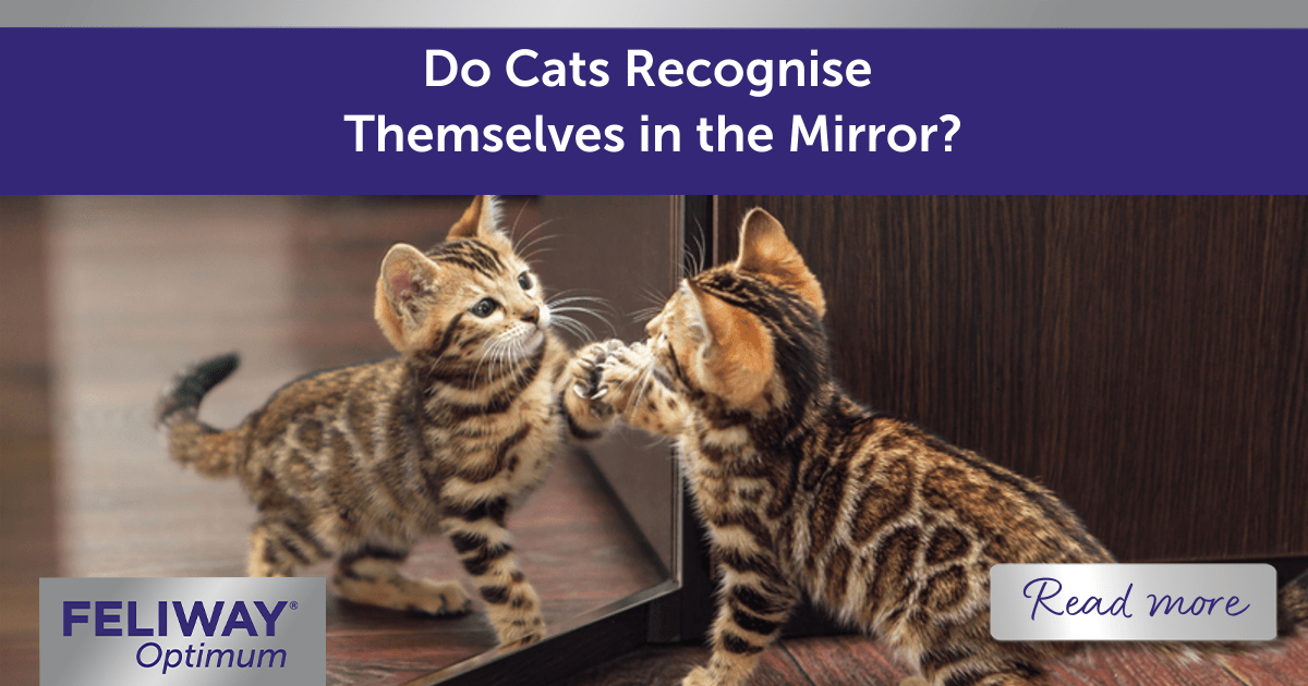 Do Cats Recognise Themselves in the Mirror