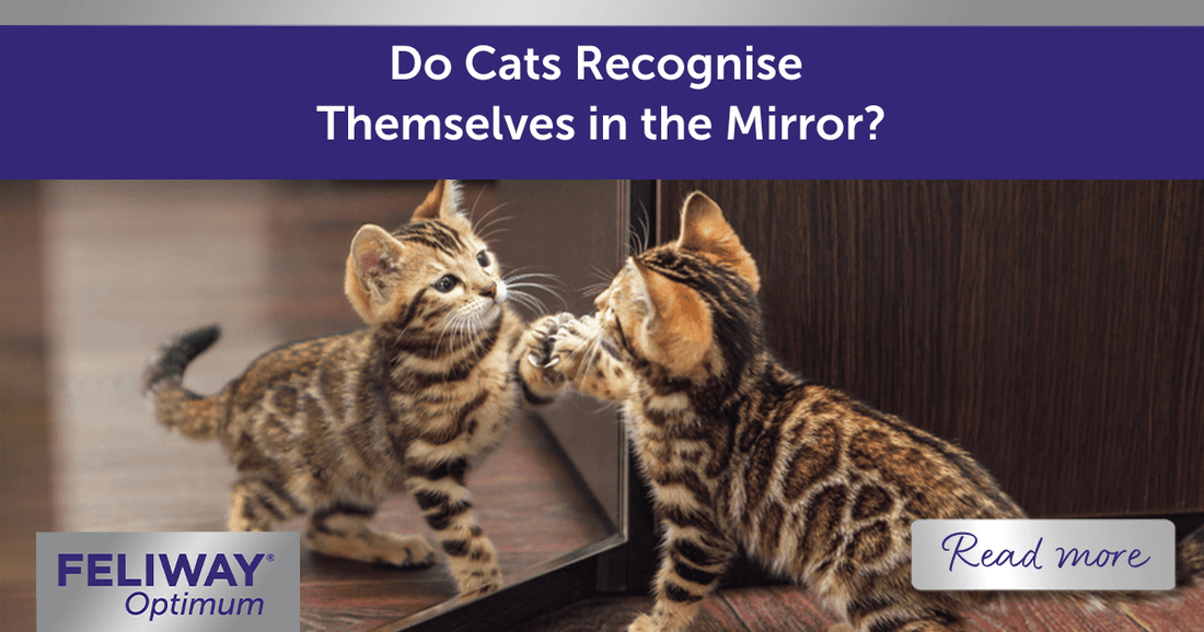 Do Cats Recognise Themselves in the Mirror