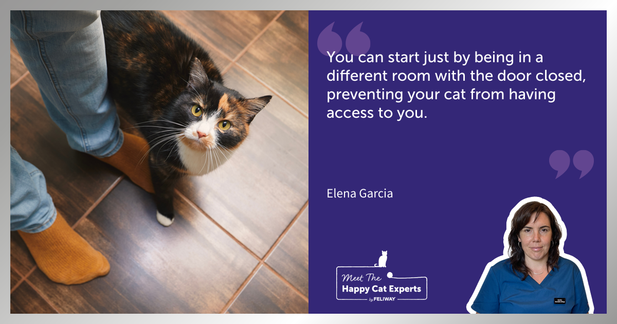 Should My Cat Learn To Stay Home Alone? : A Happy Cat Expert Explains