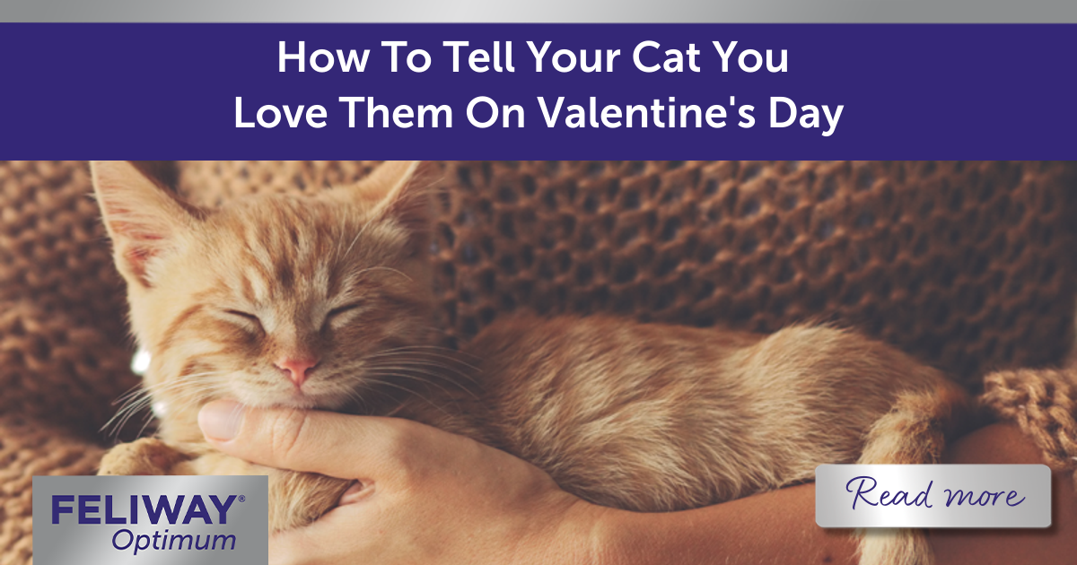 How To Tell Your Cat You Love Them On Valentine's Day
