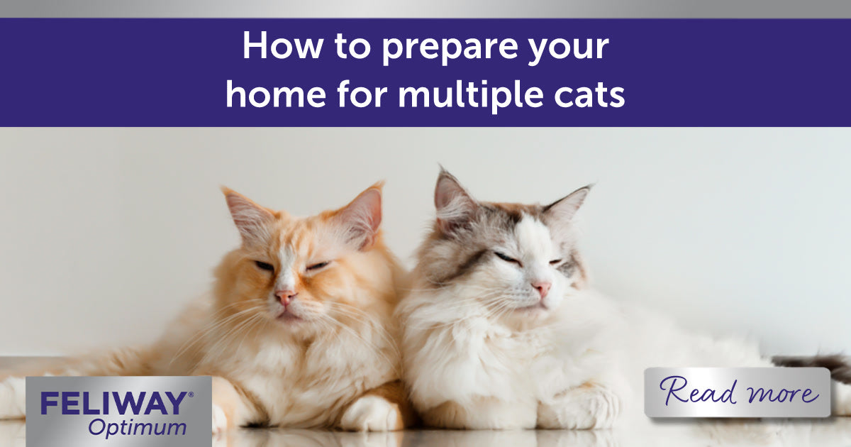 Multi Cat Program How To Prepare Your Home For Multiple Cats | FELIWAY