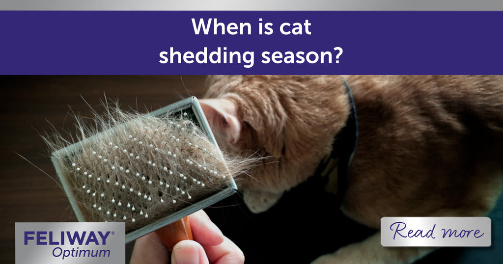 https://www.feliway.co.uk/cdn/shop/articles/FELIWAYBlog-shedding.jpg?v=1714550539&width=1024