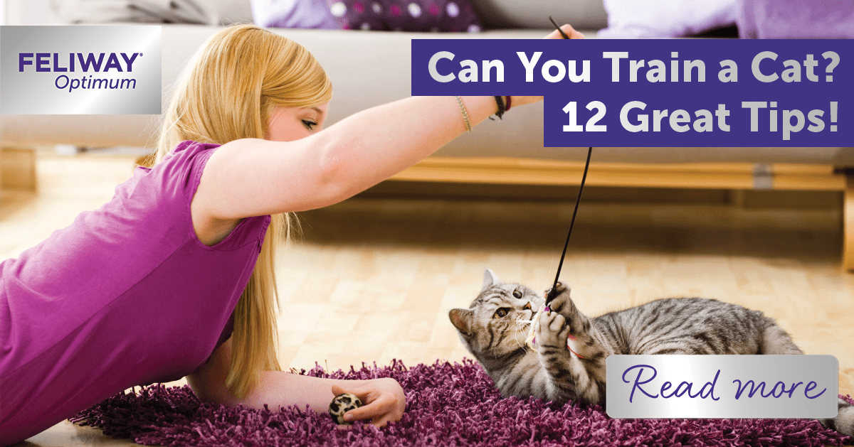 Can You Train a Cat? 12 Great Tips!