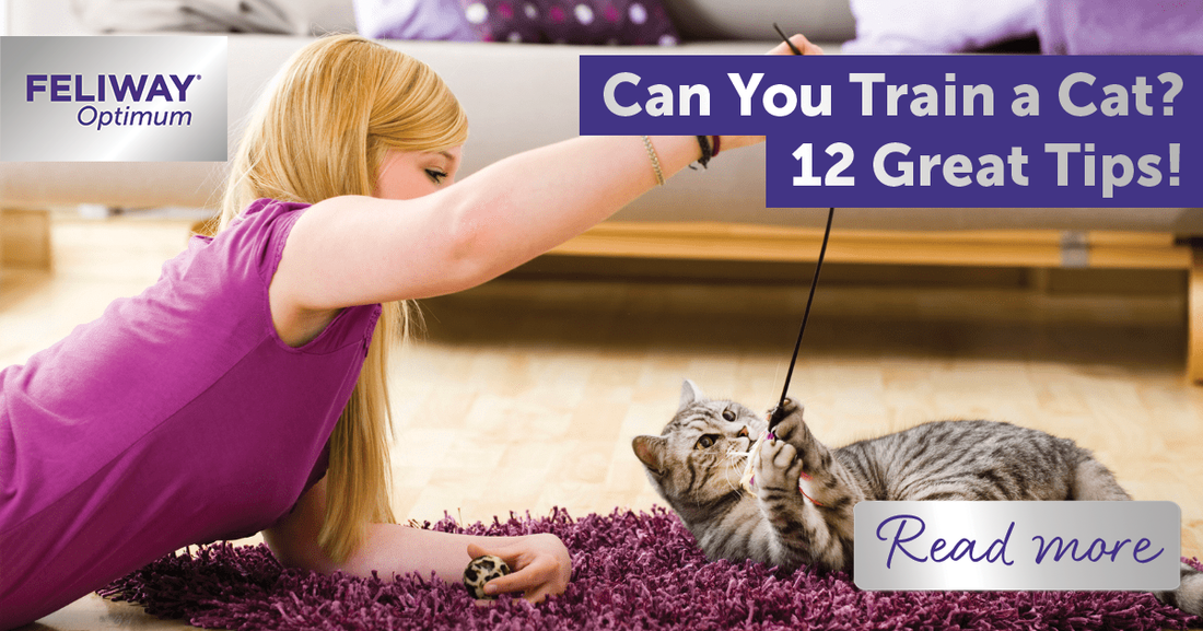 Can You Train a Cat? 12 Great Tips!