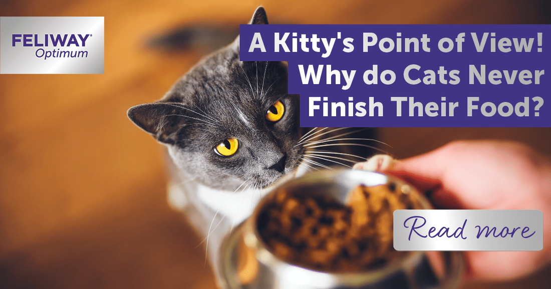 Why do Cats Never Finish Their Food? A Kitty's Point of View!