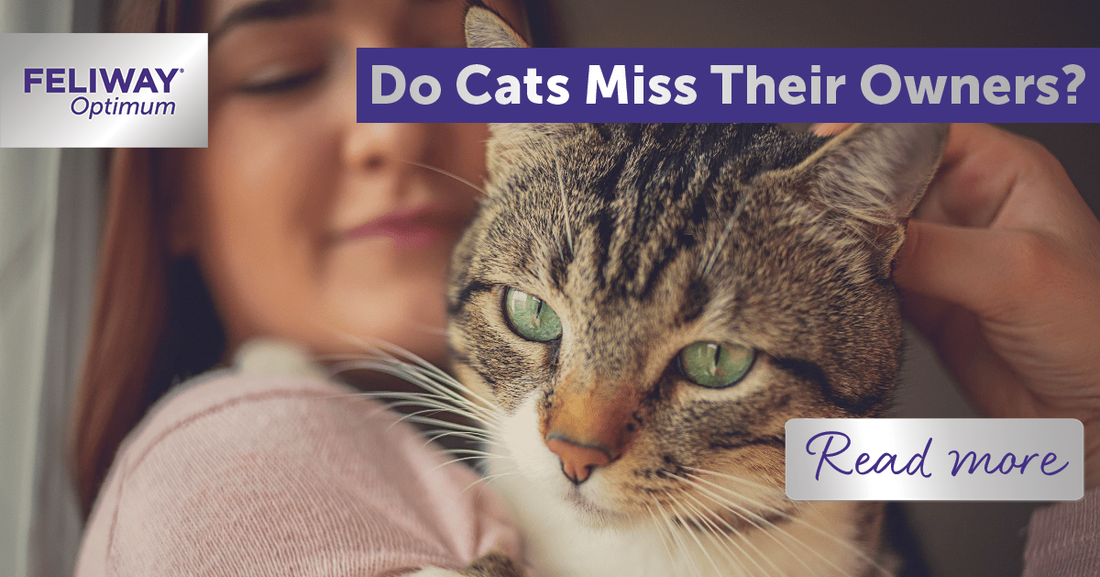 Do cats miss their owners?