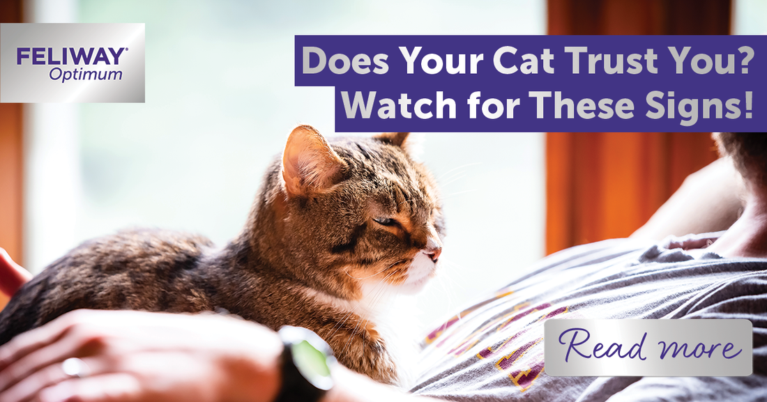 Does your cat trust you? Watch for these signs!