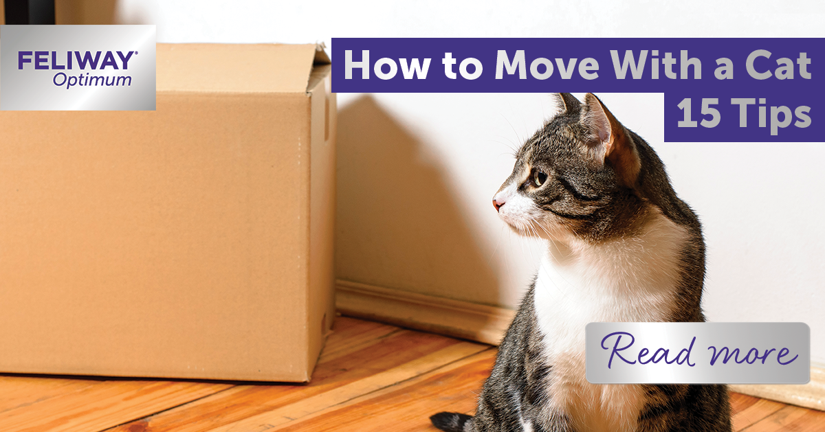 How to move with a cat: 15 tips