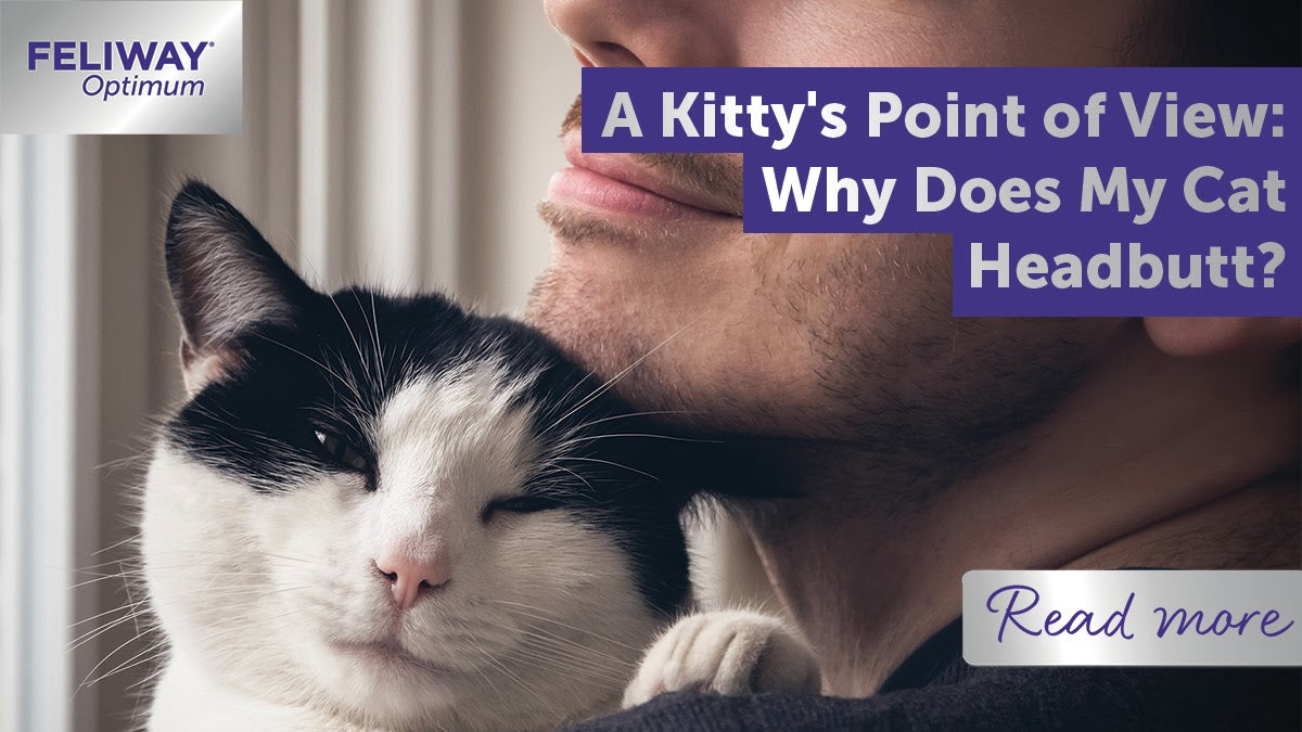 A Kitty's Point of View: Why Does My Cat Headbutt?