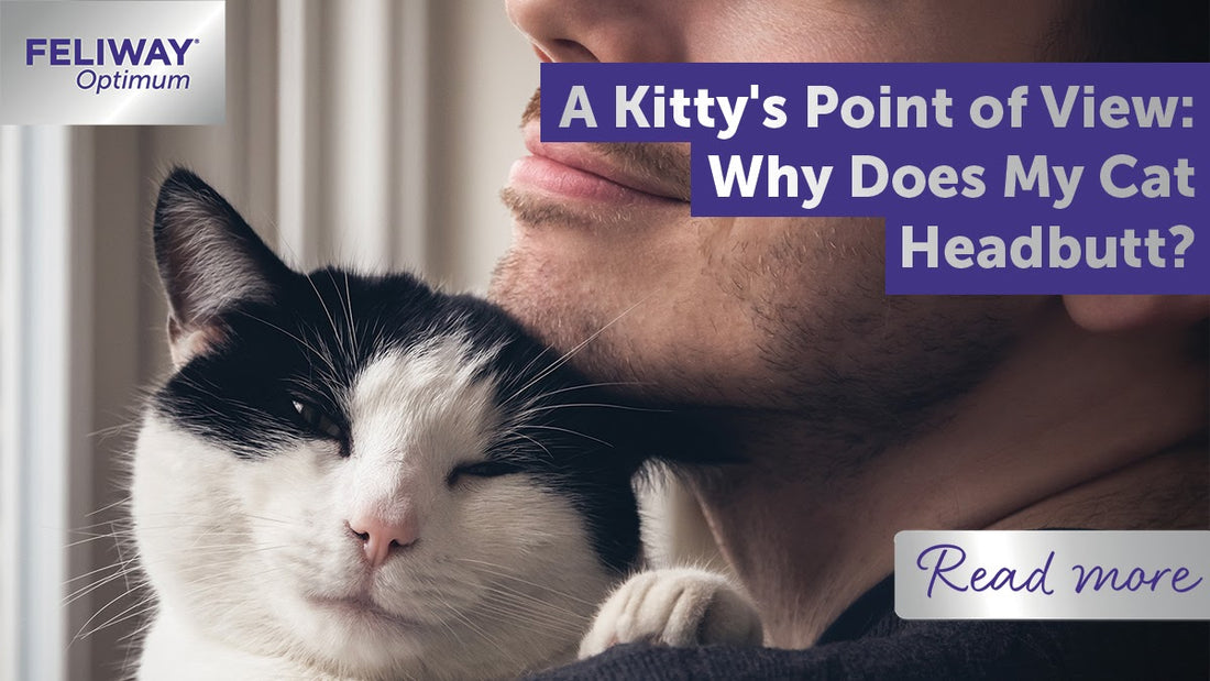 A Kitty's Point of View: Why Does My Cat Headbutt?