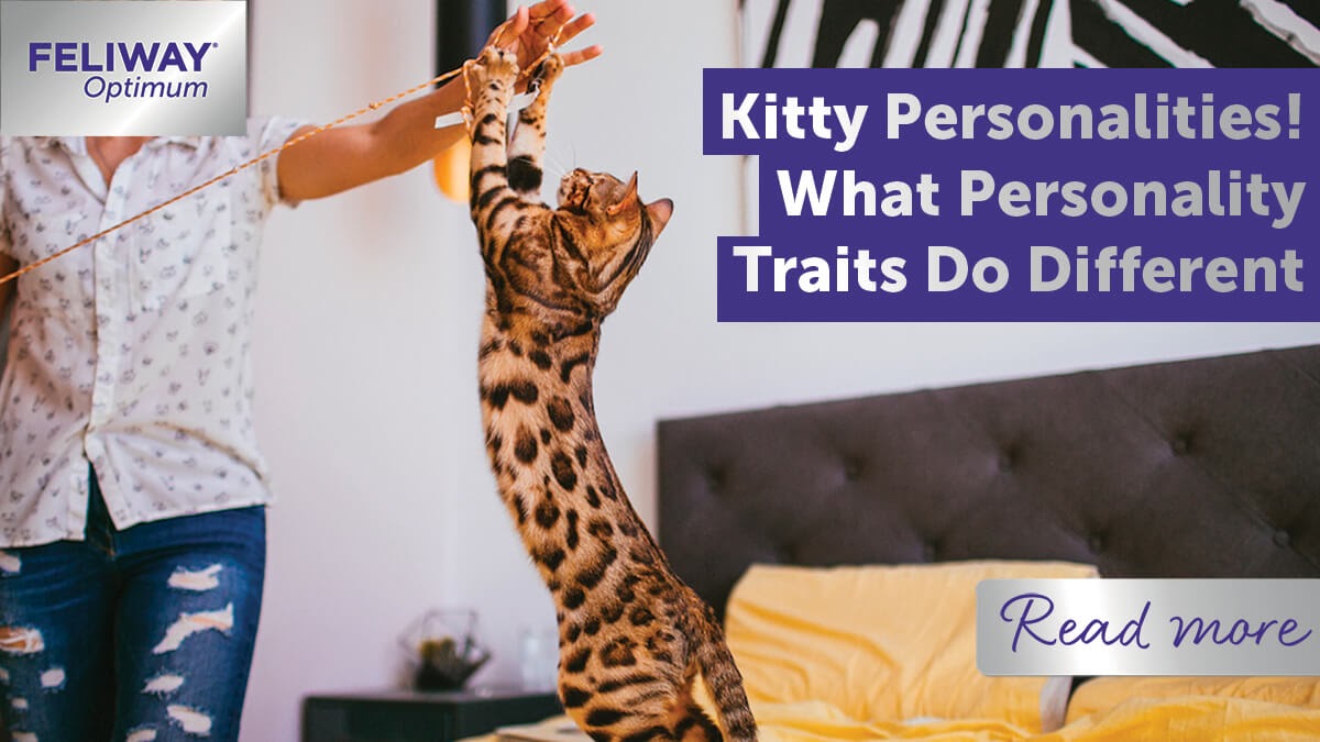 Kitty Personalities! What Personality Traits Do Different Breeds Have?
