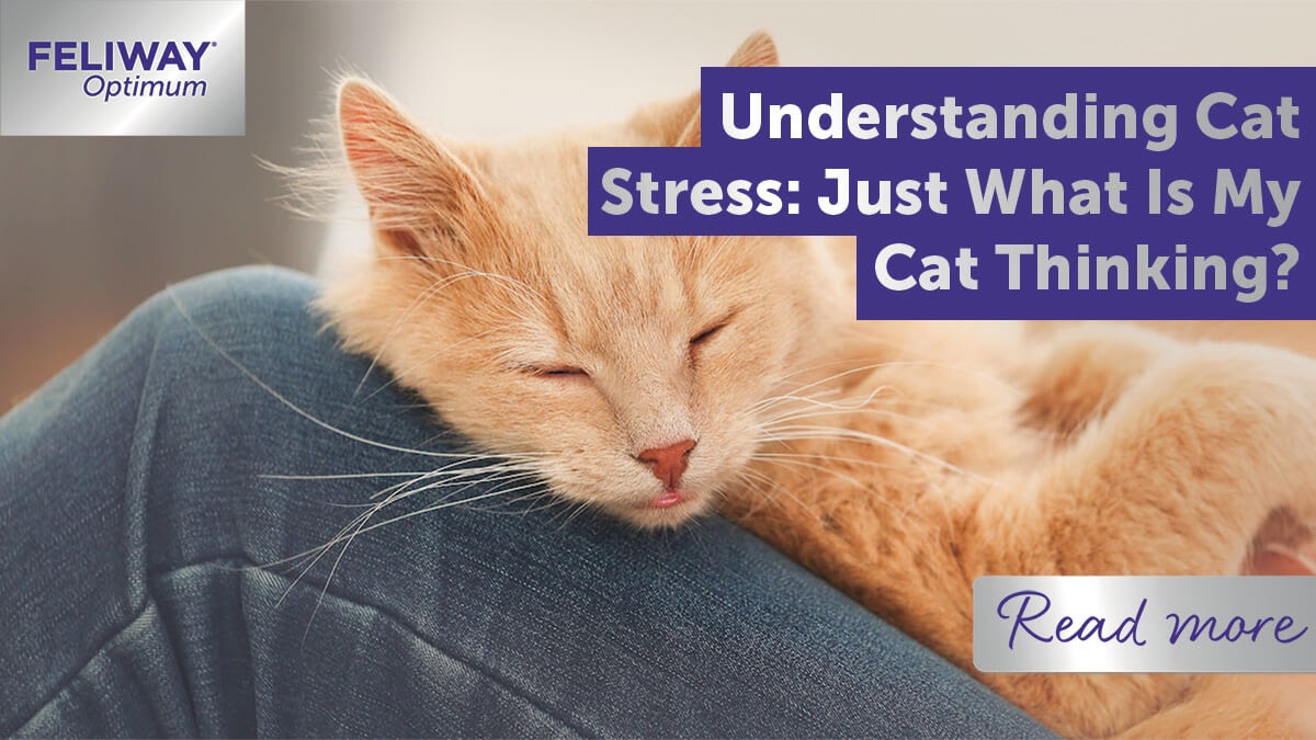 Understanding Cat Stress: Just What Is My Cat Thinking?