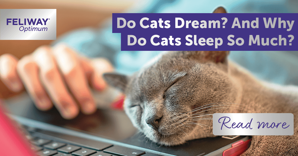 Do Cats Dream? And Why Do Cats Sleep So Much?