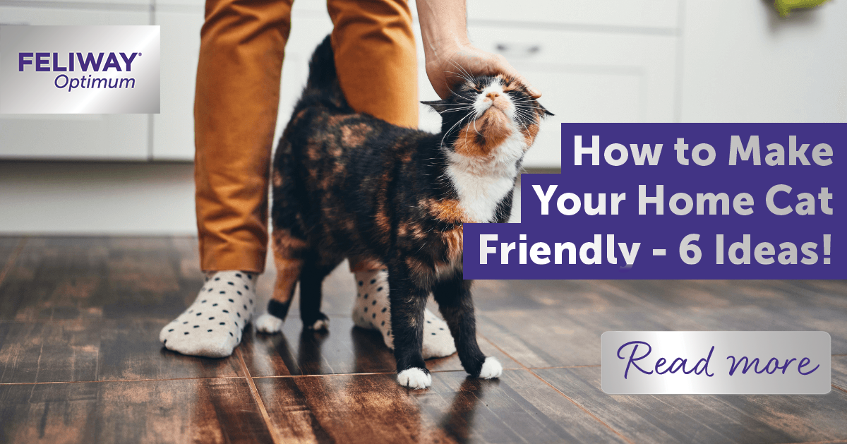 How to Make Your Home Cat Friendly - 6 Ideas!