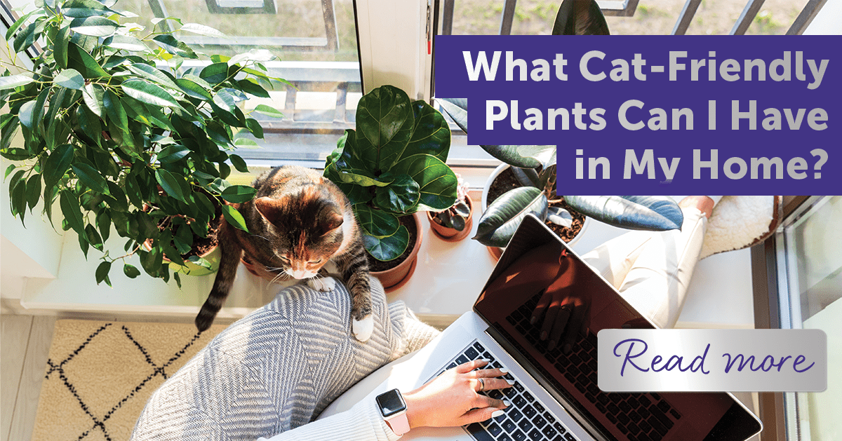 What Cat-Friendly Plants Can I Have in My Home?