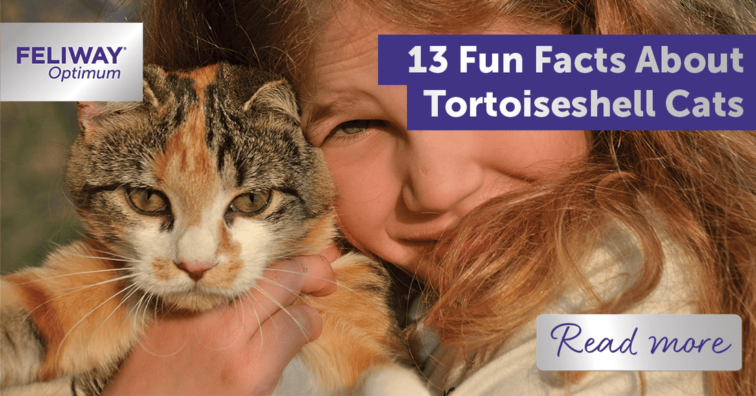 13 Fun Facts about Tortoiseshell Cats