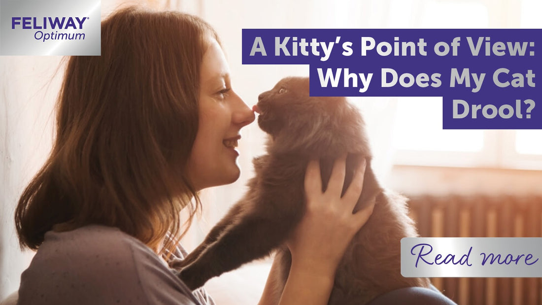 A Kitty‚Äôs point of view: Why does my cat drool?