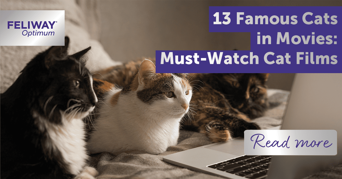 13 Famous Cats in Movies: Must-Watch Cat Films
