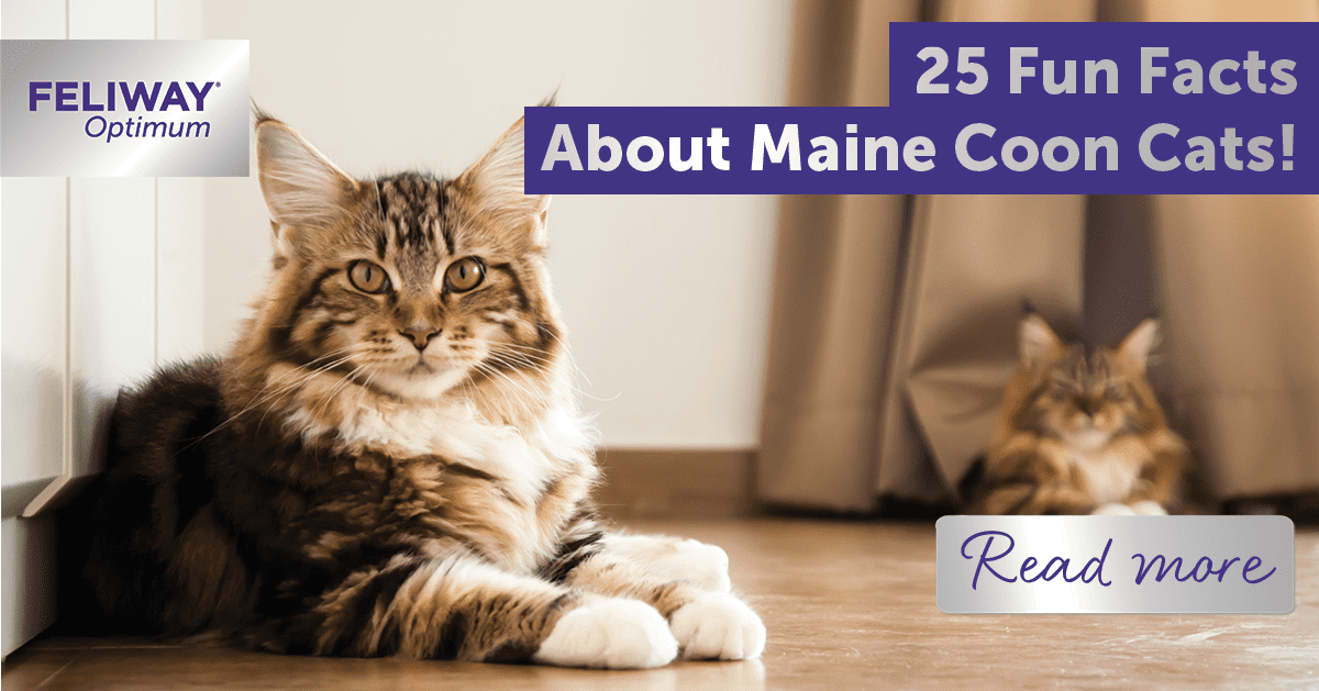 Maine Coon Size Compared to a Normal Cat - Cat-World