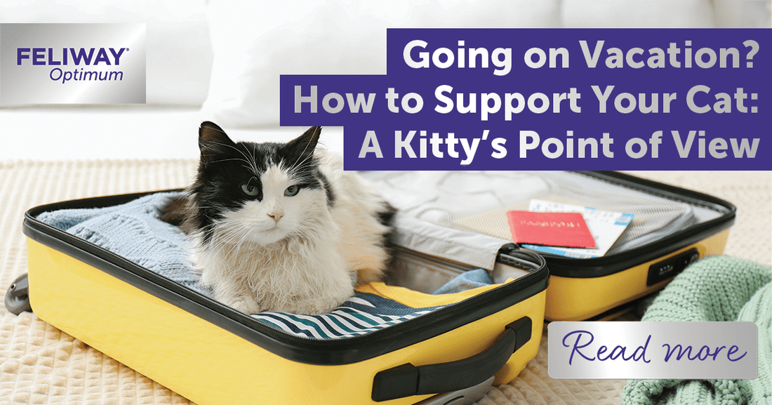 Going on Holiday? How to Support Your Cat: A Kitty‚Äôs Point of View